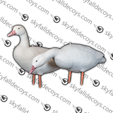 Oie des neiges V2.0 - Ensemble Découverte