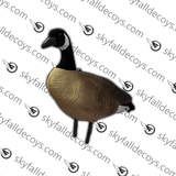 Bernache du Canada Modèle V2.0 Amélioré Ensemble Découverte