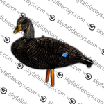 Canard noir - 6/bte