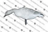 Juvenile Snow Goose - 12 / box