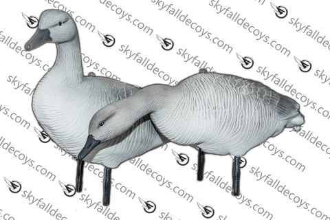 Juvenile Snow Goose - 12 / box
